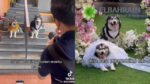 Viral Pertunangan Anjing Bikin Iri Warganet, Isi Seserahan Pakai Kalung Emas dan Logam Mulia