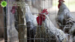 Viral 'Ormas' Tutup Paksa RPH Ayam Potong di media sosial seorang warga bernama Okki Sutanto mengeluhkan kelakuan 'ormas' yang menutup